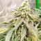 Семена сорта Fat Banana fem (Royal Queen Seeds)