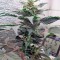 Семена сорта Fruit Autoflowering (Dinafem Seeds)