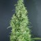 Семена сорта Incredible Bulk Auto fem (Dr. Krippling Seeds)