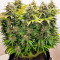 Семена сорта Gorilla Girl fem (Sweet Seeds)