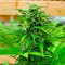 Семена конопли сорта Snow Star Auto
