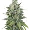 Семена сорта UK Cheese Auto fem (Humboldt Seeds)