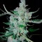 Семена сорта White Widow Original Auto fem (Sumo Seeds)