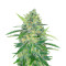 Микс семян конопли Indica Mix fem (Herbies Seeds)