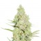 Семена сорта 1024 fem (Medical Seeds)
