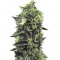 Семена сорта OG Kush reg (Humboldt Seeds)