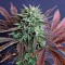 Сорт марихуаны Brainstorm
