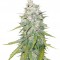Семена сорта Mazar X Great White Shark fem (World of Seeds)