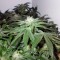 Семена сорта Big Devil F1 Fast Version fem (Sweet Seeds)