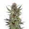 Семена сорта Royal Dwarf auto fem (Royal Queen Seeds)