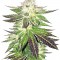 Семена сорта Remo Chemo fem (Dinafem Seeds)