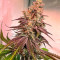 Семена сорта HighCloudZ fem (Green House Seeds)