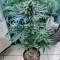 Семена сорта King's Juice (Green House Seeds)