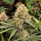 Семена сорта Fast Flowering OGKZ fem (Humboldt Seeds)