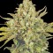 Семена сорта Warlock fem (Serious Seeds)