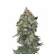 Семена сорта White Cheese Autoflowering fem (Dinafem Seeds)
