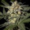 Семена сорта White Widow Auto fem (Green House Seeds)