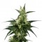 Семена сорта Neville's Haze fem (Green House Seeds)