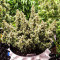 Семена сорта Wedding Cake Autoflower fem (Easy Grow Seeds)