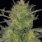Семена сорта CBD-Chronic fem (Serious Seeds)