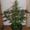 Семена сорта Super Skunk Auto Fem (Vision Seeds)