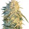 Семена сорта ICE fem (Female Seeds)