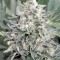 Семена сорта Pineapple Skunk fem (Humboldt Seeds)