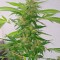 Семена сорта White Widow fem (Vision Seeds)