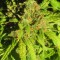 Семена сорта Royal Critical Automatic fem (Royal Queen Seeds)