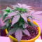 Семена сорта White Widow fem (Victory Seeds)