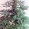 Семена сорта Nebula II CBD fem (Paradise Seeds)