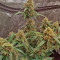 Семена сорта Purple Juice Auto fem (Herbies Seeds)