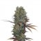 Семена сорта Landysh fem (VIP seeds)