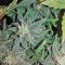 Семена сорта Smokin Gun Auto fem (Dr. Krippling Seeds)