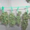 Семена сорта Jack Herer Auto fem (Green House Seeds)