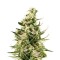 Семена сорта Royal Critical Automatic fem (Royal Queen Seeds)