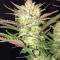 Семена сорта Original Blackberry auto fem (FastBuds)