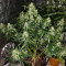 Семена сорта Auto American Pie fem (Pyramid Seeds)