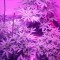 Семена сорта Kripple Roulette fem (Dr. Krippling Seeds)