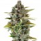 Семена сорта Critical Cheese fem (Dinafem Seeds)