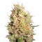 Семена сорта Crazy Miss Hyde fem (Samsara Seeds)