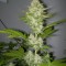Семена сорта Candy Kush Express fem (Fast Flowering)