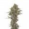 Семена сорта Moby Dick Autoflowering fem (Dinafem Seeds)