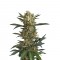 Семена сорта Original Amnesia fem (Dinafem Seeds)