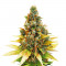 Семена сорта Gelato fem (Cali Buds Seeds)