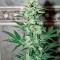 Семена сорта Auto Galaxy fem (Pyramid Seeds)