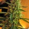 Семена сорта Jack Herer Auto fem (Green House Seeds)