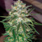 Семена сорта Bruce Banner #3 fem (Herbies Seeds)