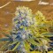 Семена сорта Killer Kush Auto fem (Sweet Seeds)