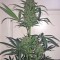 Семена сорта Blue Kush Autoflowering fem (Dinafem Seeds)